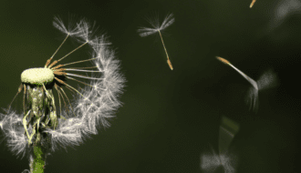 paardenbloem laat pluisjes los in de wind, symbool voor loslaten en innerlijke rust